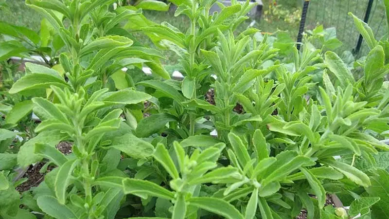 চিনির চেয়ে ৫০ গুণ মিষ্টি কোন গাছের পাতা? চিনির চেয়ে ৫০ গুণ মিষ্টি কোন গাছের পাতা?