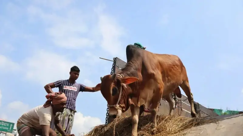 কোরবানির জন্য উপযুক্ত পশু যেভাবে চিনবেন