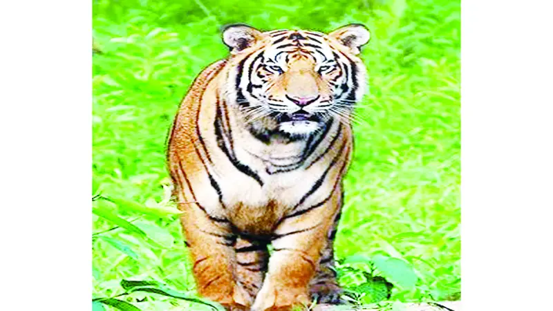 সুন্দরবনে ৬ বছরে বাঘ বেড়েছে ১১টি সুন্দরবনে ৬ বছরে বাঘ বেড়েছে ১১টি