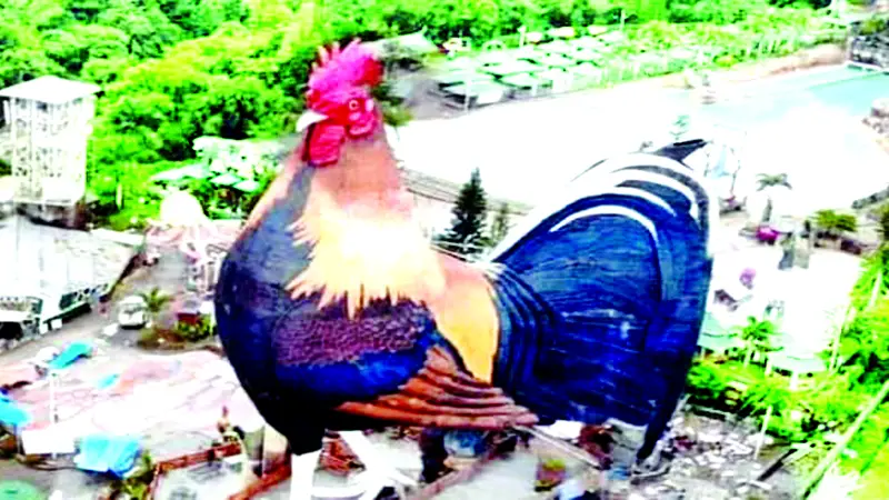 মোরগ আকৃতির ভবন! মোরগ আকৃতির ভবন!