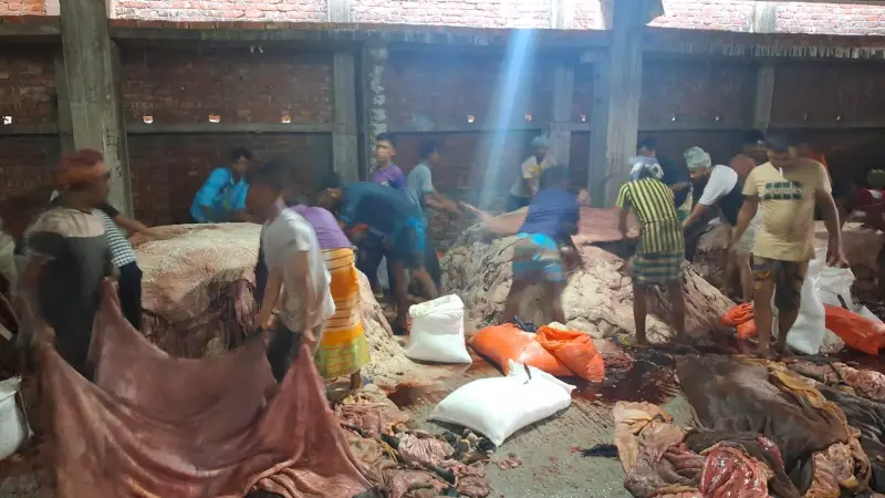 সাভারের ট্যানারিতে পৌঁছেছে পৌনে এক লাখ পিস কাচা চামড়া সাভারের ট্যানারিতে পৌঁছেছে পৌনে এক লাখ পিস কাচা চামড়া