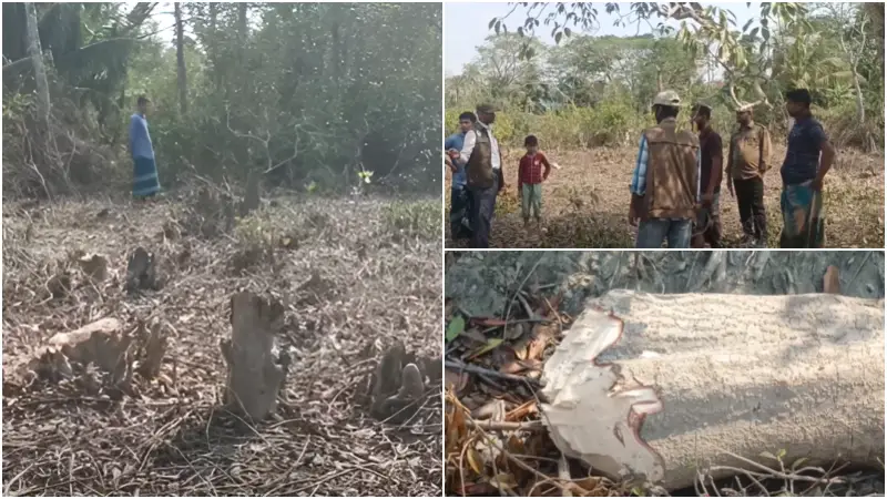 সংরক্ষিত বনাঞ্চলের গাছ কাটা ও জমি দখলের অভিযোগে বন বিভাগের চারটি মামলা দায়ের সংরক্ষিত বনাঞ্চলের গাছ কাটা ও জমি দখলের অভিযোগে বন বিভাগের চারটি মামলা দায়ের