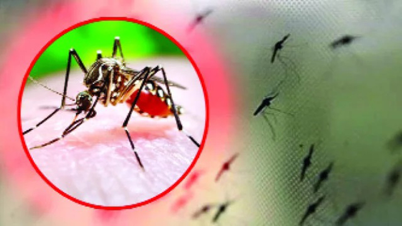 মশার কামড়ে অতিষ্ঠ জনজীবন