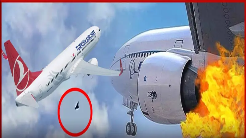 উড্ডয়নের পর টার্কিশ ফ্লাইটে পাখির ধাক্কা উড্ডয়নের পর টার্কিশ ফ্লাইটে পাখির ধাক্কা