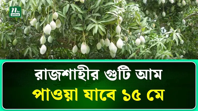 ১৫ মে থেকে নামছে রাজশাহীর গুটি আম ১৫ মে থেকে নামছে রাজশাহীর গুটি আম