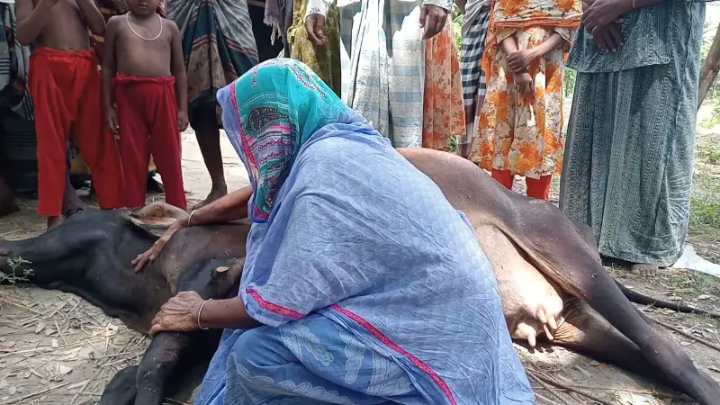 জমির বিরোধে ছোট ভাইয়ের গরুকে বিষ দিয়ে মারলেন বড় ভাই জমির বিরোধে ছোট ভাইয়ের গরুকে বিষ দিয়ে মারলেন বড় ভাই