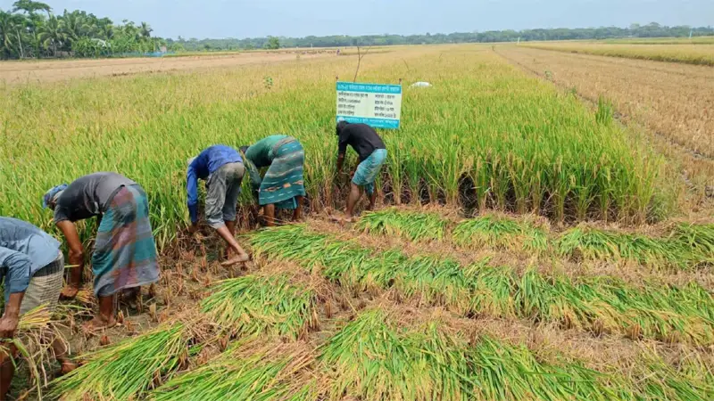 প্রতিকূল পরিবেশেও রামপালে বোরোর বাম্পার ফলন প্রতিকূল পরিবেশেও রামপালে বোরোর বাম্পার ফলন