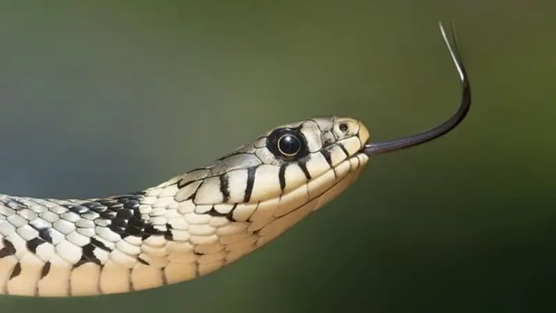 স্বপ্নে সাপ দেখলে কী হয়?
