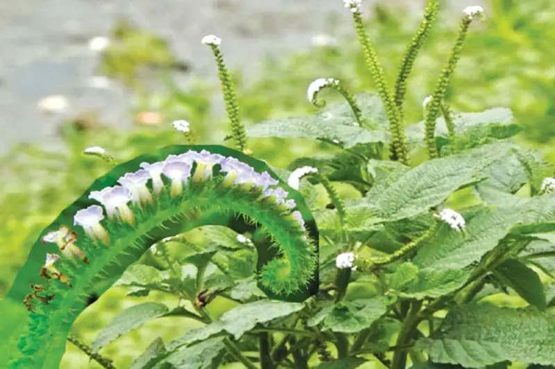 হাতিশুঁড় গাছ: আগাছা না ঔষধি? হাতিশুঁড় গাছ: আগাছা না ঔষধি?