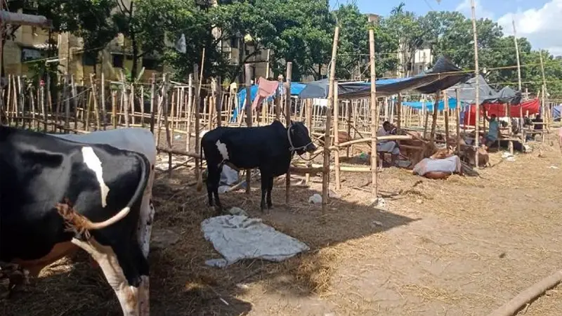 ঢাকায় হঠাৎ অধিকাংশ পশুর হাট ফাঁকা, নেপথ্যে সিন্ডিকেট? ঢাকায় হঠাৎ অধিকাংশ পশুর হাট ফাঁকা, নেপথ্যে সিন্ডিকেট?