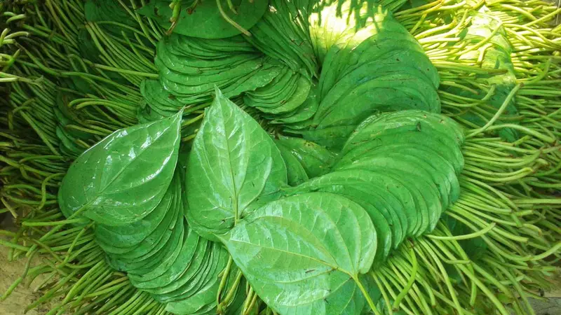 মিষ্টি পান চাষের সুফল পাচ্ছেন কক্সবাজারের ২০ হাজার পরিবার মিষ্টি পান চাষের সুফল পাচ্ছেন কক্সবাজারের ২০ হাজার পরিবার