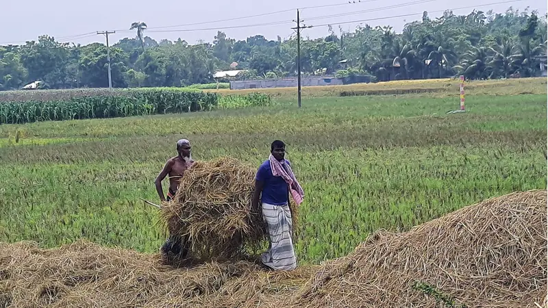 বাগমারায় বৃষ্টির প্রকোপে খড় সংগ্রহে চরম বিপত্তিতে কৃষকরা বাগমারায় বৃষ্টির প্রকোপে খড় সংগ্রহে চরম বিপত্তিতে কৃষকরা