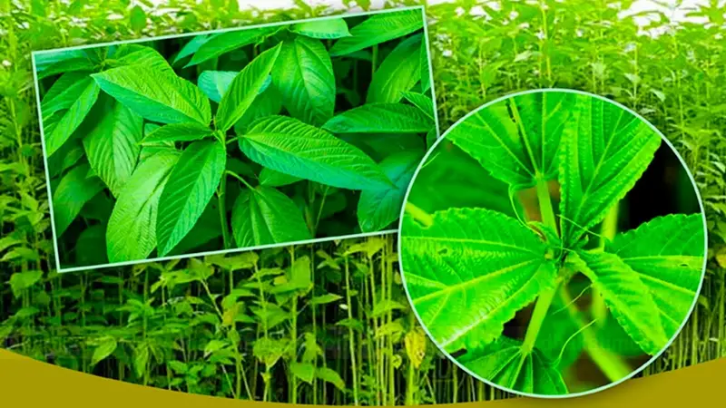 কেন এত উপকারী পাটশাক কেন এত উপকারী পাটশাক