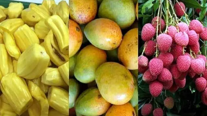 বর্ষাকালের যত দেশি ফল ও তার উপকারিতা বর্ষাকালের যত দেশি ফল ও তার উপকারিতা