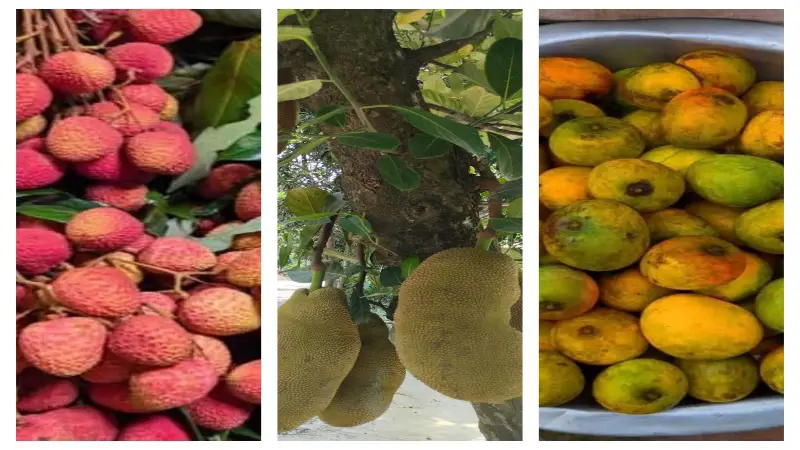 কুড়িগ্রামে মৌসুমী ফলে ভরপুর বাজার: পেকেছে আম, কাঁঠাল ও লিচু কুড়িগ্রামে মৌসুমী ফলে ভরপুর বাজার: পেকেছে আম, কাঁঠাল ও লিচু