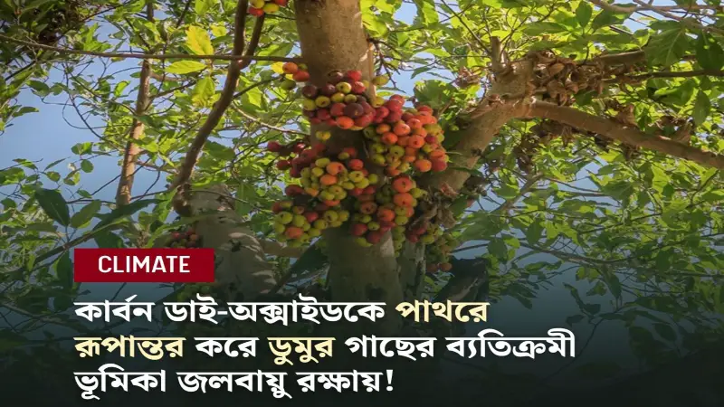 ডুমুর গাছে আবিষ্কৃত হলো কার্বন সংরক্ষণের নতুন সম্ভাবনা ডুমুর গাছে আবিষ্কৃত হলো কার্বন সংরক্ষণের নতুন সম্ভাবনা