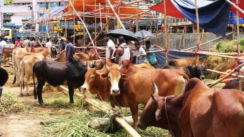 রাঙামাটিতে শেষ মুহূর্তে কোরবানির পশুর হাট জমে উঠেছে রাঙামাটিতে শেষ মুহূর্তে কোরবানির পশুর হাট জমে উঠেছে