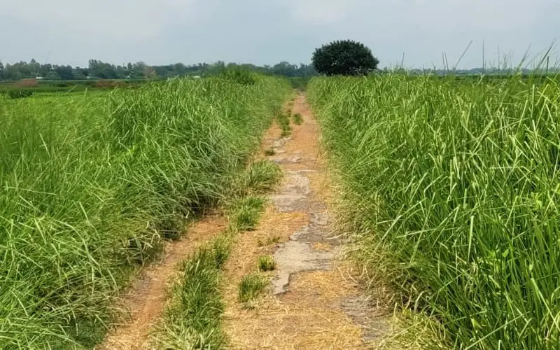 কোটি টাকার রাস্তায় ঝোপঝাড়-সাপ, যান চলাচল বন্ধ! কোটি টাকার রাস্তায় ঝোপঝাড়-সাপ, যান চলাচল বন্ধ!