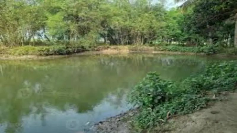নতুন পুকুরেই প্রান গেল ফুফু ভাতিজির নতুন পুকুরেই প্রান গেল ফুফু ভাতিজির