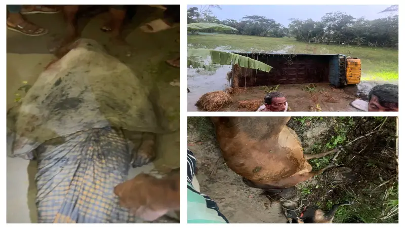 বাউফলে গরুবোঝাই ট্রাক উল্টে নিহত-১