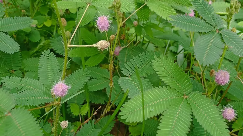 ঔষধি গাছ লজ্জাবতীর জাদু ঔষধি গাছ লজ্জাবতীর জাদু