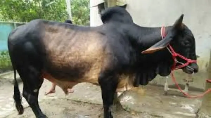 কোরবানির পশুর যেসব ত্রুটি থাকলে কোরবানি হবে না! কোরবানির পশুর যেসব ত্রুটি থাকলে কোরবানি হবে না!