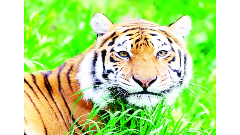 যে প্রকল্প বদলে দিয়েছে বাঘের ভবিষ্যৎ
