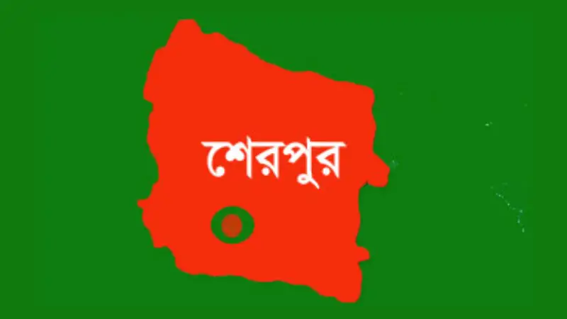 বোরোর মরা শীষ দুশ্চিন্তায় কৃষক বোরোর মরা শীষ দুশ্চিন্তায় কৃষক