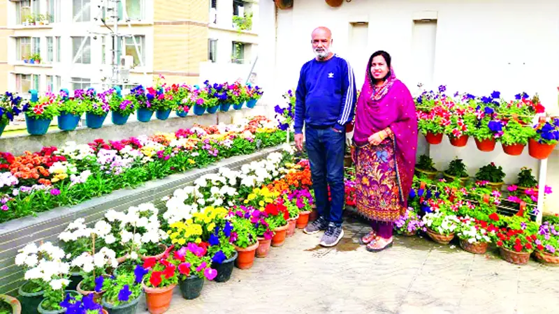 ছোট এক বনভূমি ছোট এক বনভূমি