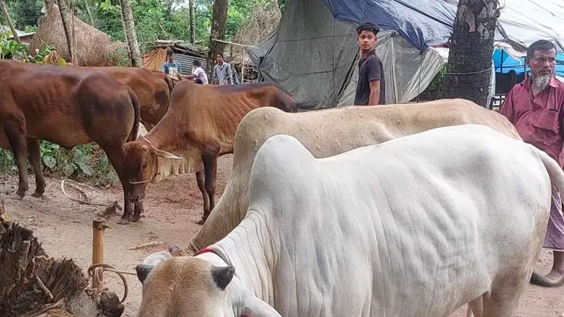 আবারো অস্ত্র ঠেকিয়ে ব্যবসায়ীর গরু লুট