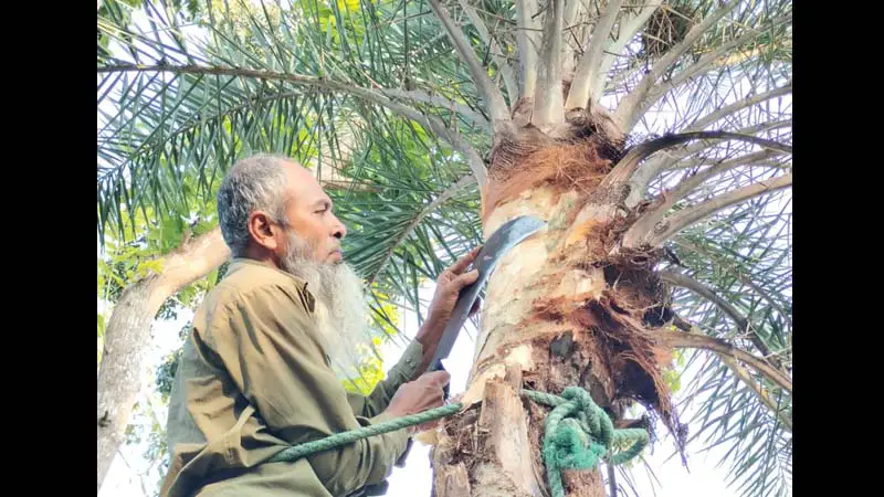 হারিয়ে যাচ্ছে গ্রামীন ঐতিহ্যবাহী খেজুর গাছ ও রস হারিয়ে যাচ্ছে গ্রামীন ঐতিহ্যবাহী খেজুর গাছ ও রস
