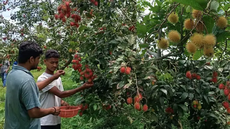 লিচুর মতোই মিষ্টি রাম্বুটান, ভালুকায় বাণিজ্যিক চাষে পাওয়া যাচ্ছে ব্যাপক ফলন লিচুর মতোই মিষ্টি রাম্বুটান, ভালুকায় বাণিজ্যিক চাষে পাওয়া যাচ্ছে ব্যাপক ফলন