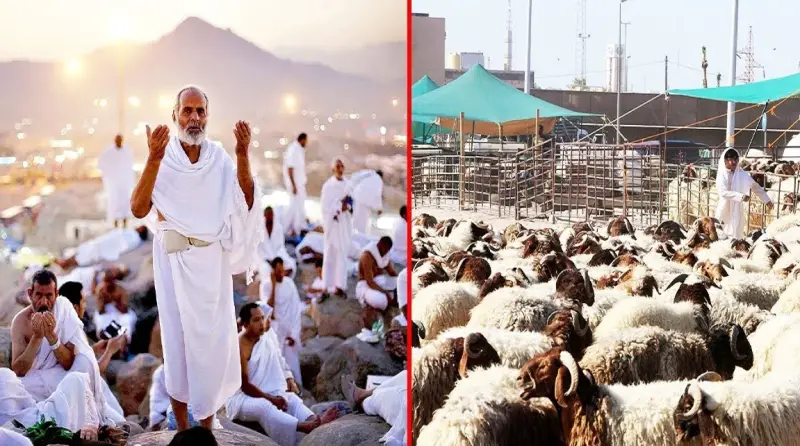 হাজীরা কোরবানির মাংস কী করেন? হাজীরা কোরবানির মাংস কী করেন?