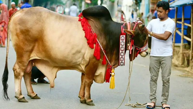 ঈদুল আজহায় সারাদেশে পশু কোরবানির সংখ্যা কত? ঈদুল আজহায় সারাদেশে পশু কোরবানির সংখ্যা কত?
