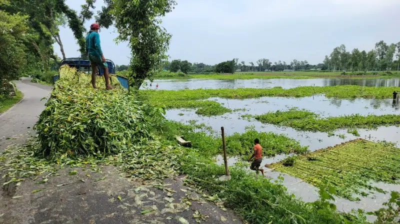 কুড়িগ্রামে পানির সংকটে পাট জাগ দিতে না পেরে কৃষকদের ভোগান্তি কুড়িগ্রামে পানির সংকটে পাট জাগ দিতে না পেরে কৃষকদের ভোগান্তি