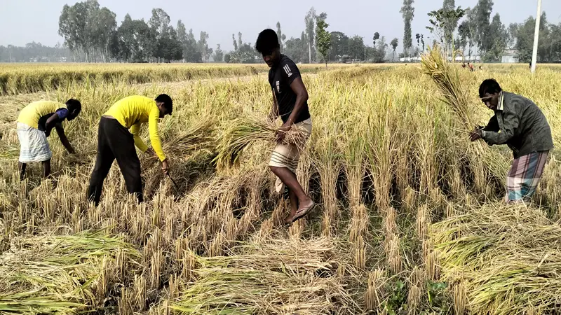 হারিয়ে যাচ্ছে গ্রাম বাংলার ঐতিহ্যবাহী নবান্ন উৎসব হারিয়ে যাচ্ছে গ্রাম বাংলার ঐতিহ্যবাহী নবান্ন উৎসব