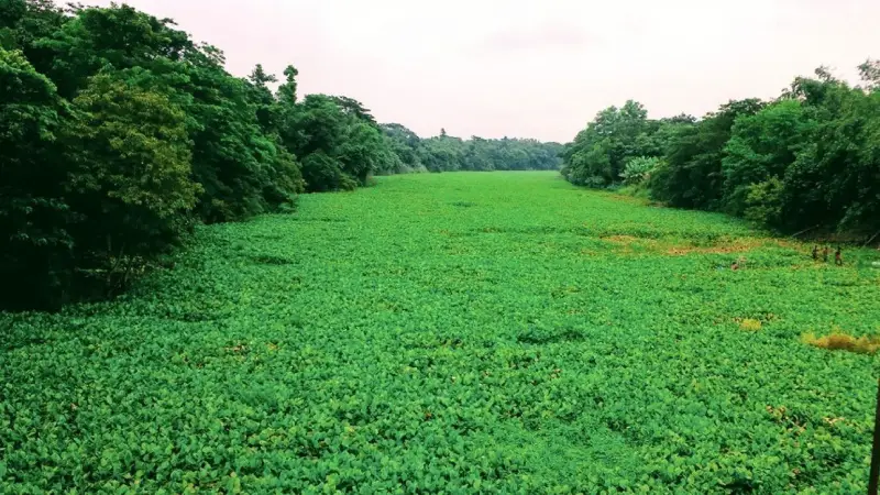ইছামতি নদী বিলুপ্তির পথে, পরিবেশের জন্য শঙ্কাজনক সতর্কতা ইছামতি নদী বিলুপ্তির পথে, পরিবেশের জন্য শঙ্কাজনক সতর্কতা