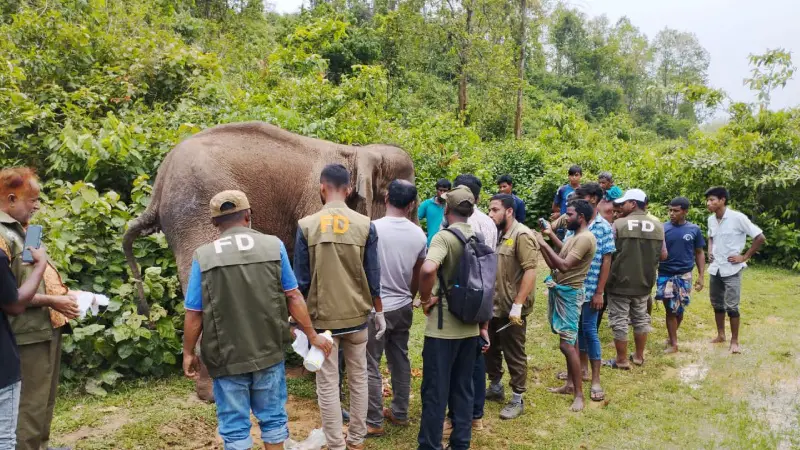 গারো পাহাড়ে অসুস্থ বন্যহাতির পাশে বন বিভাগ, দিয়েছে ফলোআপ চিকিৎসা গারো পাহাড়ে অসুস্থ বন্যহাতির পাশে বন বিভাগ, দিয়েছে ফলোআপ চিকিৎসা