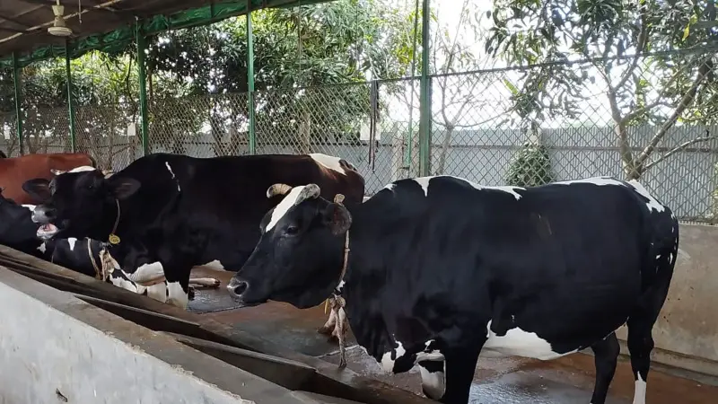 খুলনায় কোরবানির পশুর সরবরাহ চাহিদার চেয়ে বেশি খুলনায় কোরবানির পশুর সরবরাহ চাহিদার চেয়ে বেশি