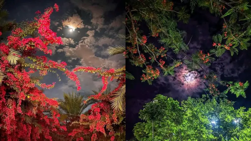বৃষ্টিতে ভেজা কৃষ্ণচূড়া, যেন প্রকৃতির আবেগের বহিঃপ্রকাশ বৃষ্টিতে ভেজা কৃষ্ণচূড়া, যেন প্রকৃতির আবেগের বহিঃপ্রকাশ