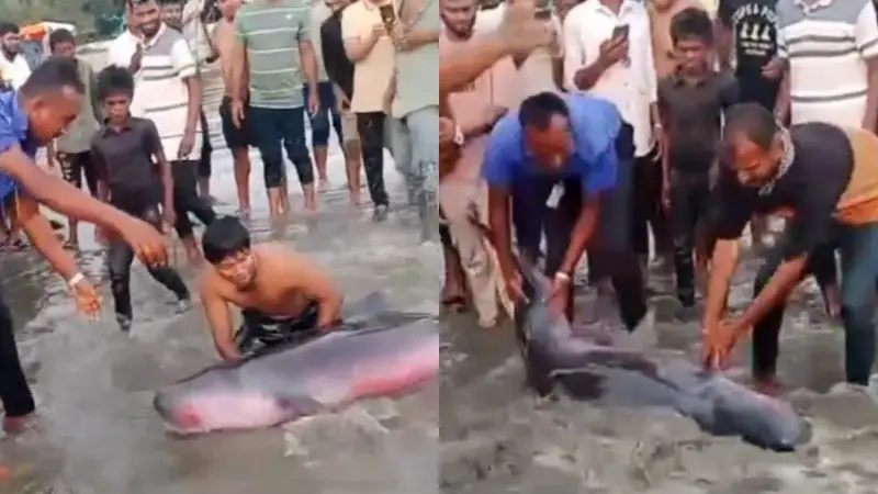 ইনানী সমুদ্র সৈকতে ভেসে আসা ৫০ কেজির ইরাবতী প্রজাতির ডলফিন উদ্ধার, সাগরে নিরাপদে ছেড়ে দেওয়া হলো ইনানী সমুদ্র সৈকতে ভেসে আসা ৫০ কেজির ইরাবতী প্রজাতির ডলফিন উদ্ধার, সাগরে নিরাপদে ছেড়ে দেওয়া হলো
