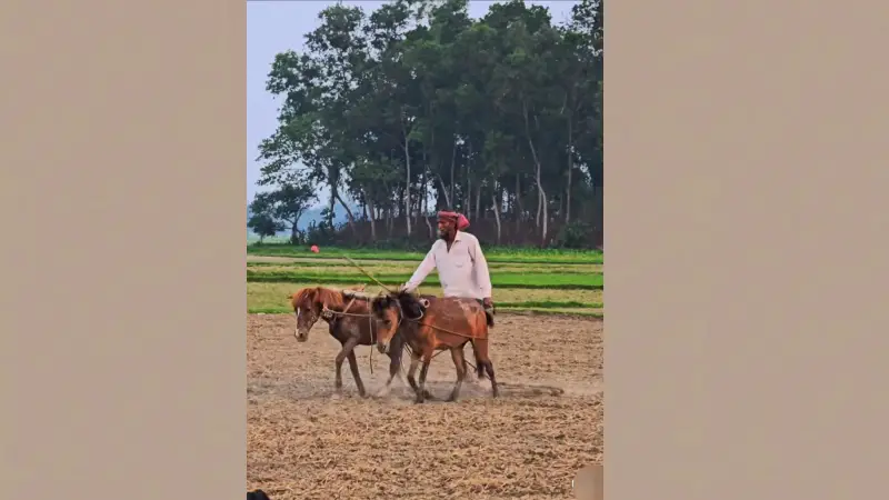 জীবিকার জন্য ঘোড়ার হালে অন্যের জমি চাষ জীবিকার জন্য ঘোড়ার হালে অন্যের জমি চাষ