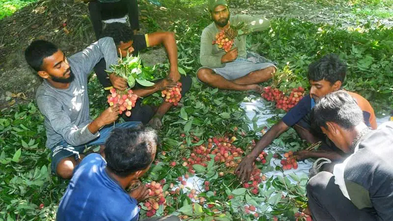 নারায়ণগঞ্জের সোনারগাঁয়ের রসালো লিচু বাজারে আসতে শুরু করেছে
