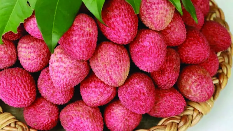 দিনে যে কয়টি লিচু খেলে শরীরের ক্ষতি হয়