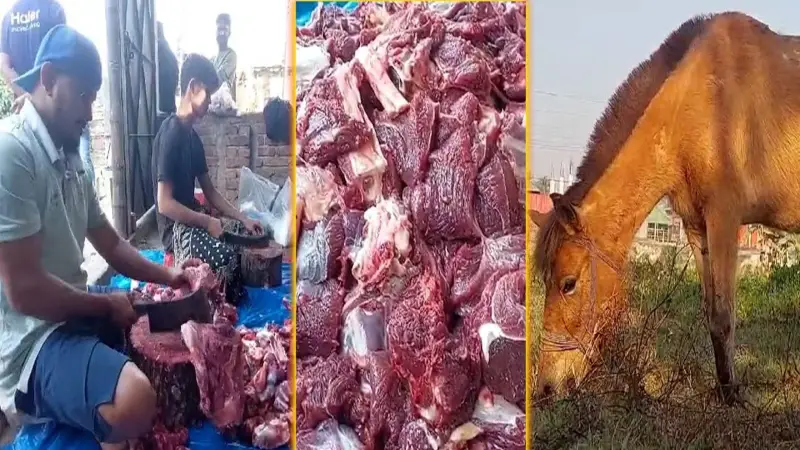 গাজীপুরে ঘোড়ার মাংসের চাহিদা তুঙ্গে, দাম বেড়ে ৩৫০ টাকা কেজি! গাজীপুরে ঘোড়ার মাংসের চাহিদা তুঙ্গে, দাম বেড়ে ৩৫০ টাকা কেজি!