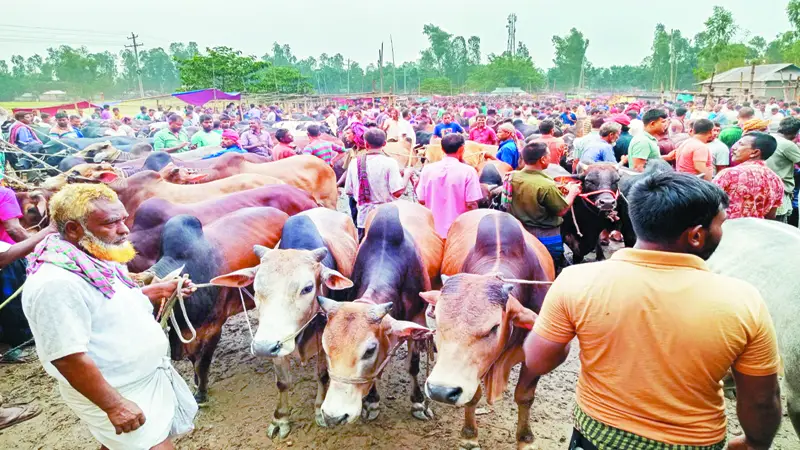 গাইবান্ধায় জমে উঠেছে পশুর হাট