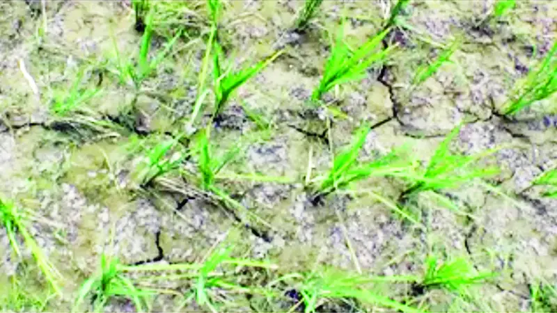 সেচের অভাবে মাঠে নষ্ট হচ্ছে ধান সেচের অভাবে মাঠে নষ্ট হচ্ছে ধান