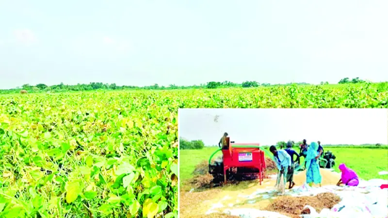 রায়পুরে পাকা সয়াবিন কাটতে ভয় পাচ্ছেন কৃষকরা রায়পুরে পাকা সয়াবিন কাটতে ভয় পাচ্ছেন কৃষকরা