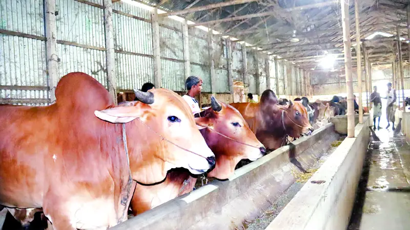 উল্লাপাড়ায় কোরবানির জন্য প্রস্তুত ৭৭ হাজার পশু উল্লাপাড়ায় কোরবানির জন্য প্রস্তুত ৭৭ হাজার পশু