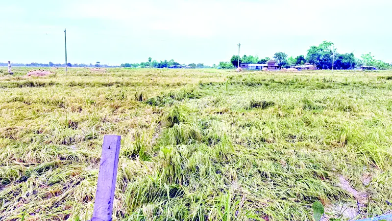 বিরূপ আবহাওয়ায় ধান নিয়ে দুশ্চিন্তায় কৃষক বিরূপ আবহাওয়ায় ধান নিয়ে দুশ্চিন্তায় কৃষক